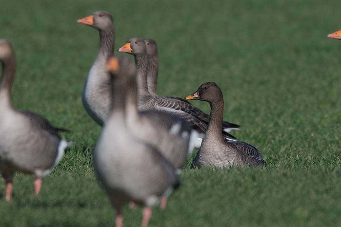 Taiga Bean Goose