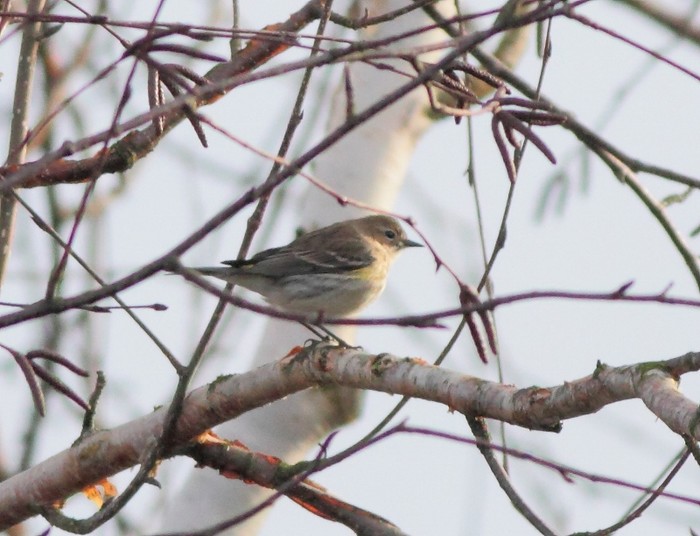 Myrtle Warbler