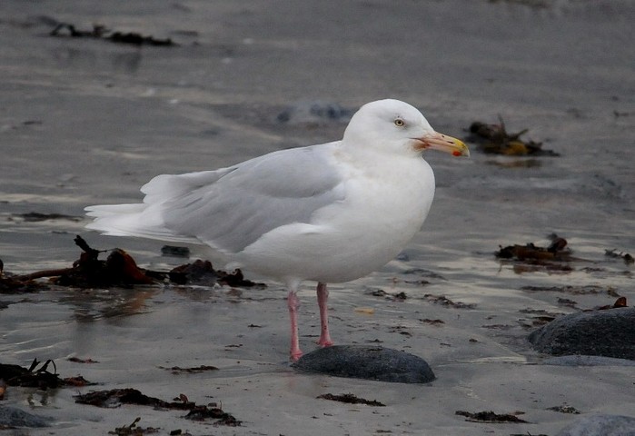 Glaucous Gull