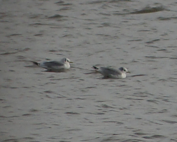 Kittiwake