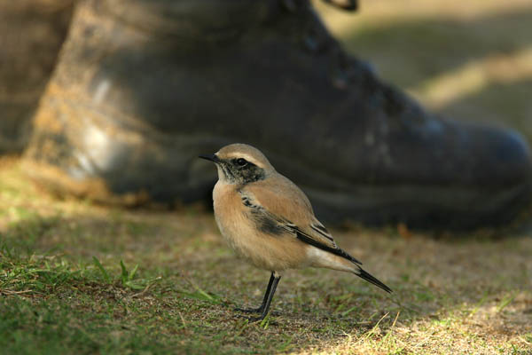 Desert Wheatear