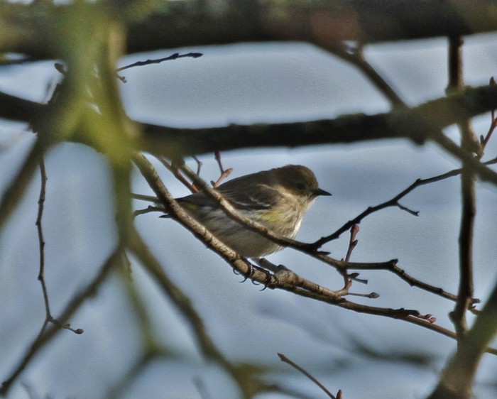 Myrtle Warbler