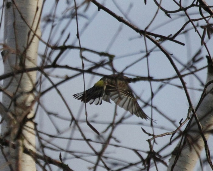 Myrtle Warbler