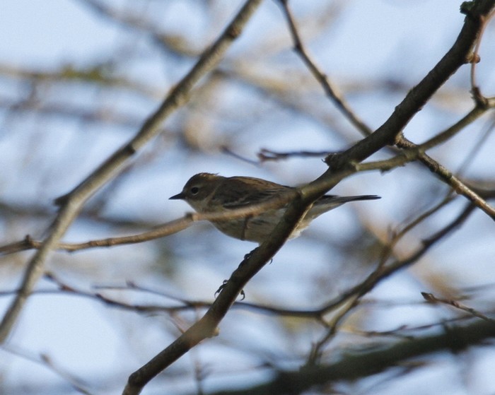 Myrtle Warbler