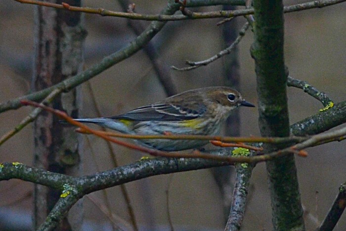 Myrtle Warbler