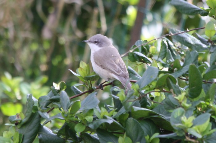 Lesser Whitethroat