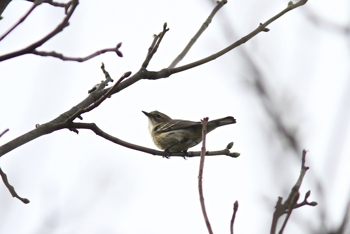 Myrtle Warbler