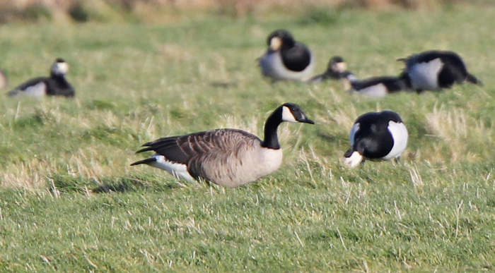 Lesser Canada Goose