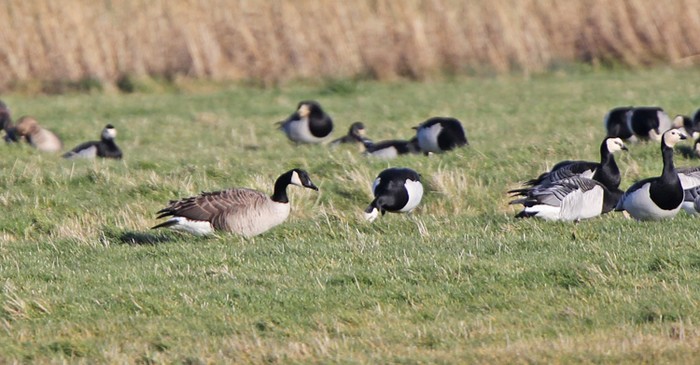 Lesser Canada Goose