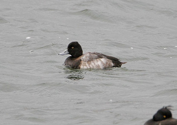 Lesser Scaup
