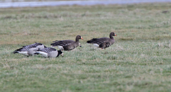 Greenland White-fronted Goose