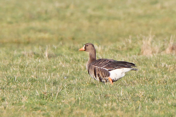 Greenland White-fronted Goose