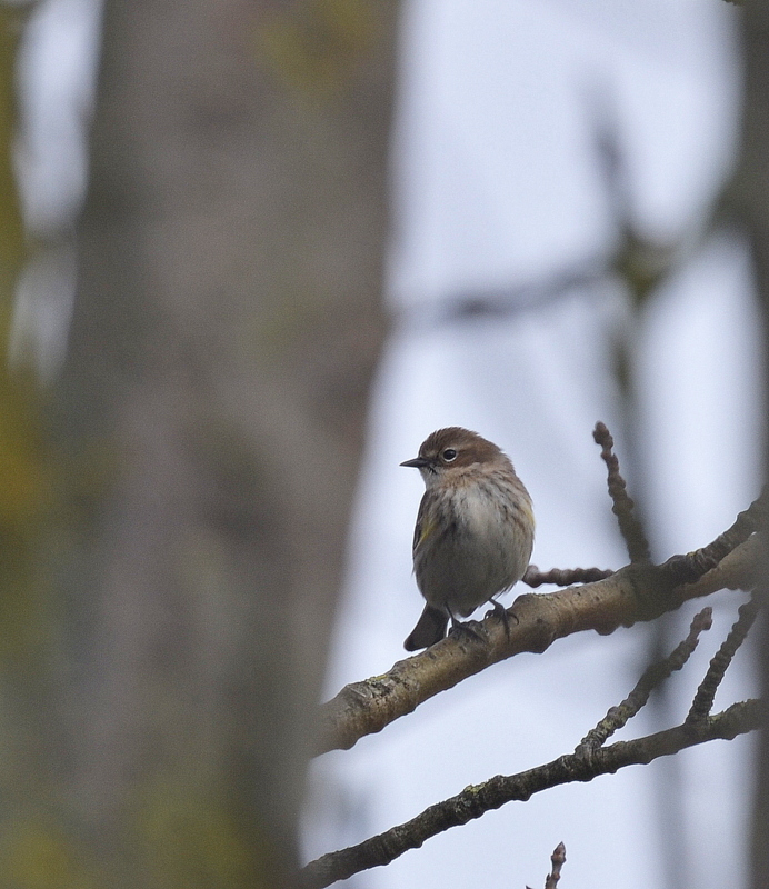 Myrtle Warbler