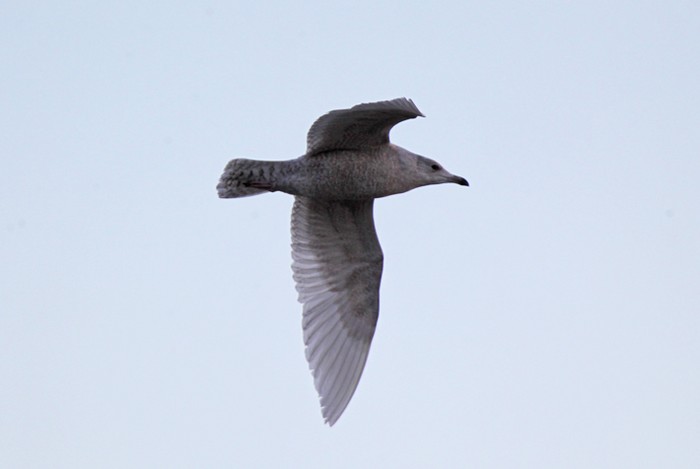 Iceland Gull