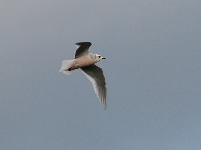 Ross's Gull