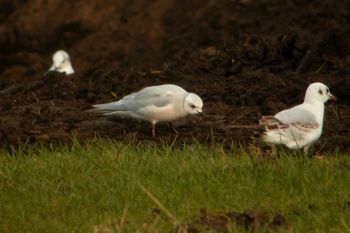 Ross's Gull
