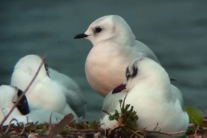 Ross's Gull