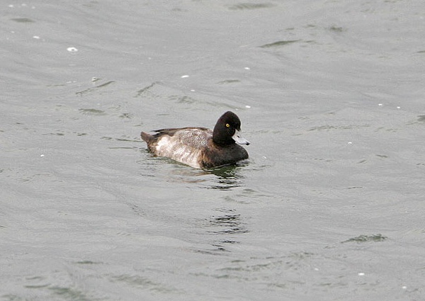 Lesser Scaup