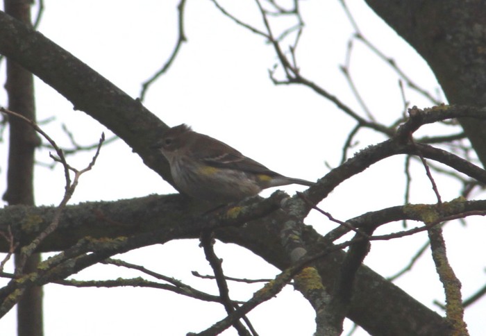 Myrtle Warbler