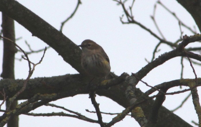 Myrtle Warbler
