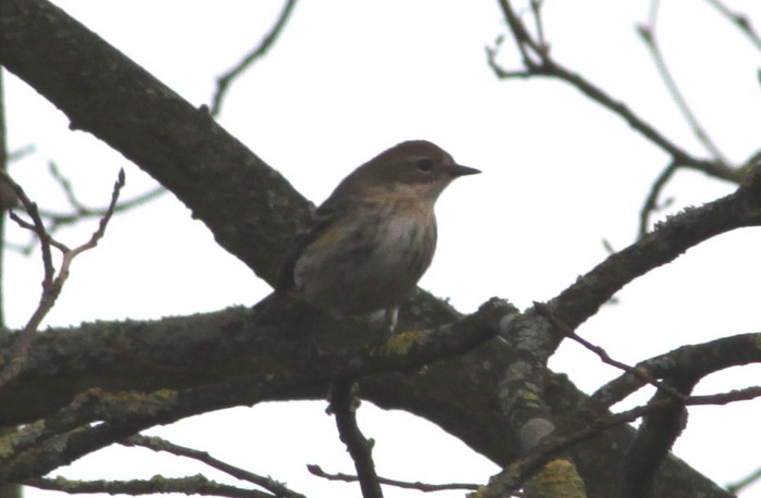 Myrtle Warbler