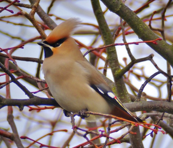 Waxwing