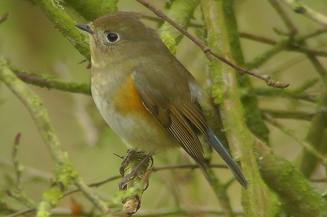 Red-Flanked Bluetail