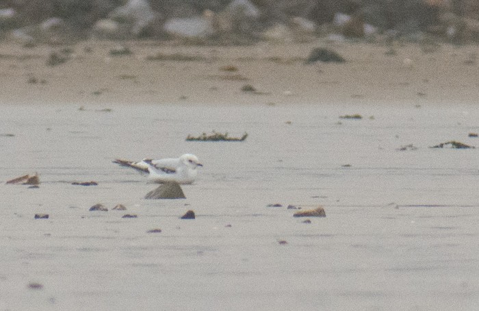 Ross's Gull