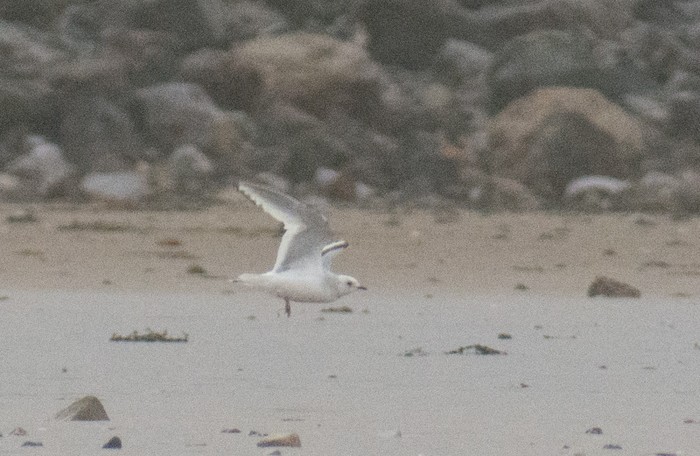 Ross's Gull