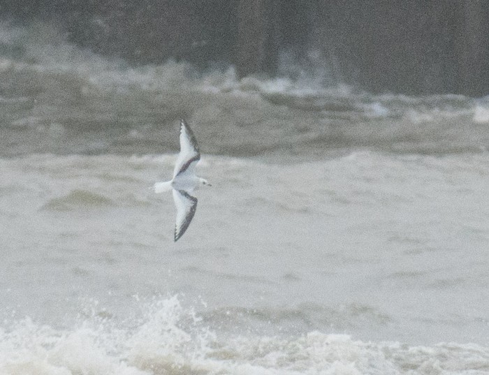 Ross's Gull