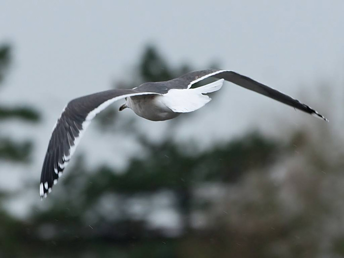 Slaty-backed Gull