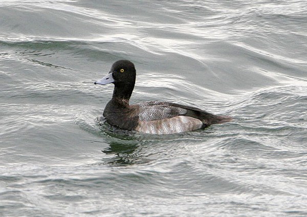 Lesser Scaup