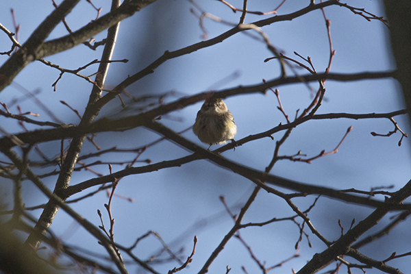 Myrtle Warbler