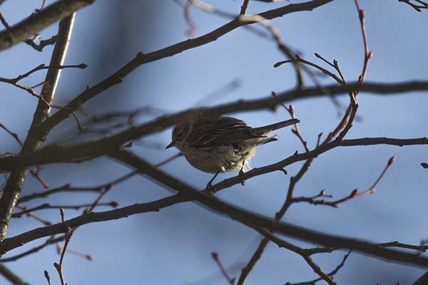 Myrtle Warbler