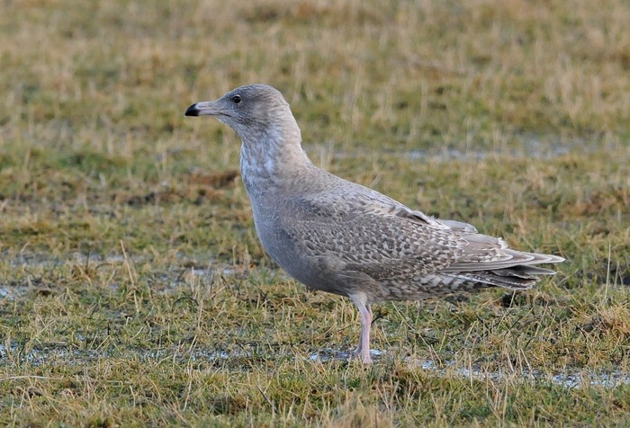 Glaucous Gull