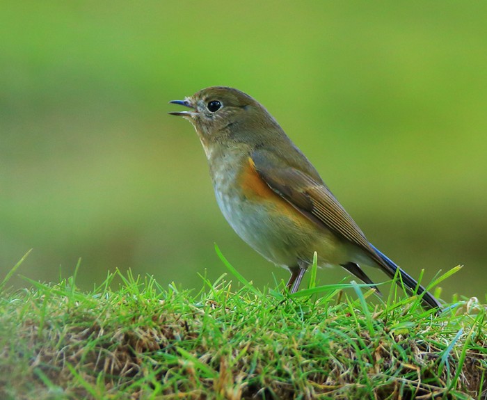 Red-flanked Bluetail