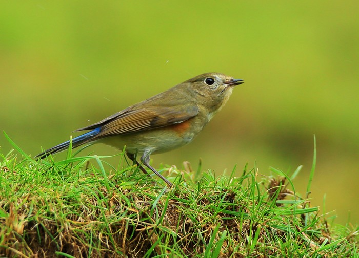 Red-flanked Bluetail