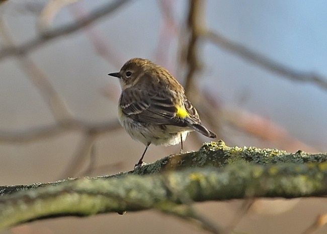 Myrtle Warbler