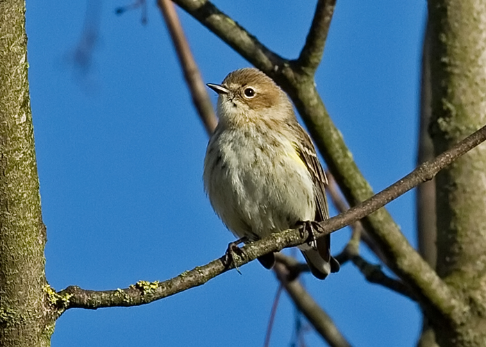 Myrtle Warbler