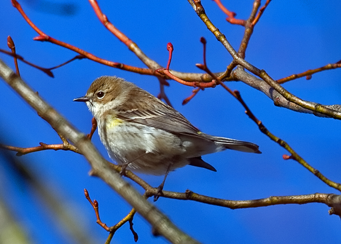 Myrtle Warbler