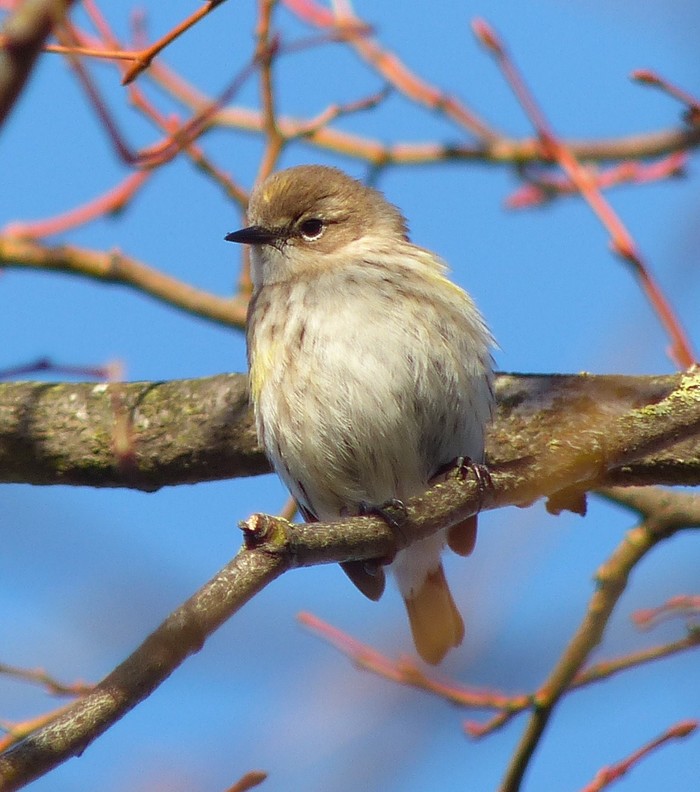 Myrtle Warbler