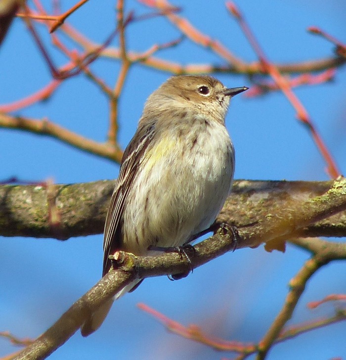 Myrtle Warbler