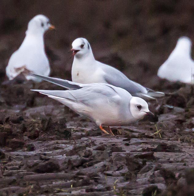 Ross's Gull
