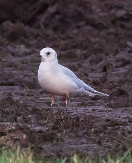 Ross's Gull