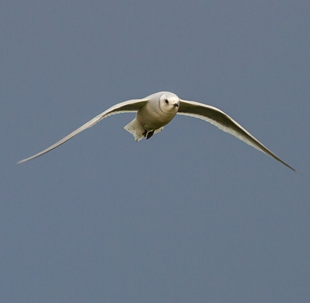 Ross's Gull