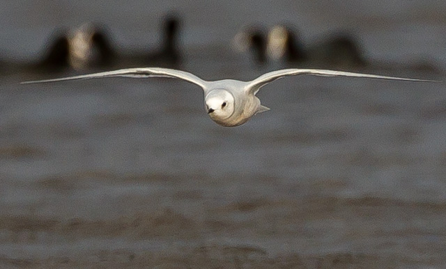 Ross's Gull