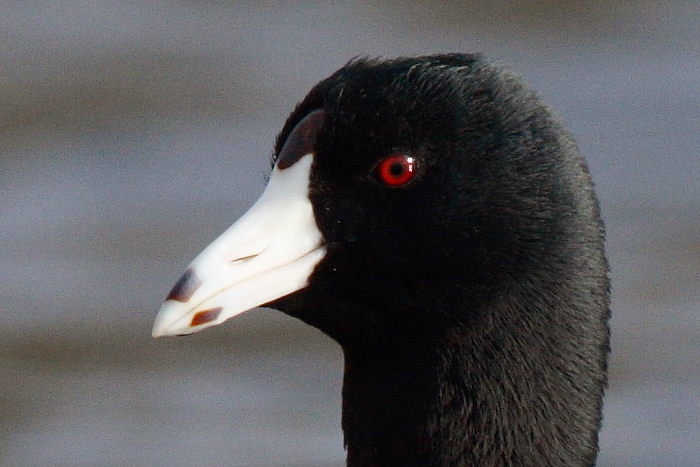 American Coot