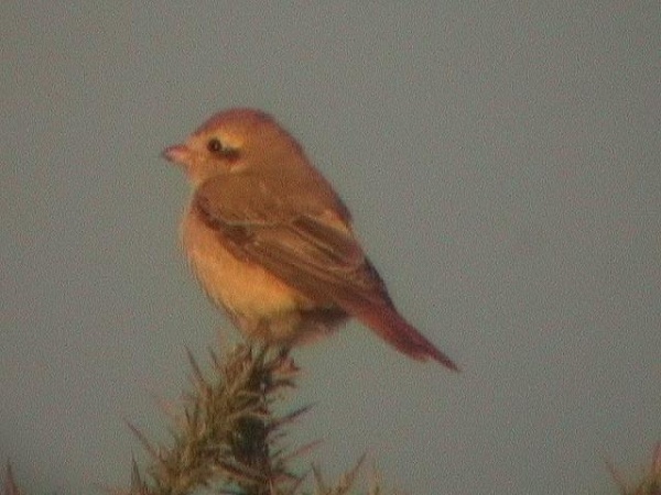 Daurian Shrike