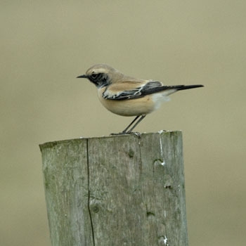 Desert Wheatear