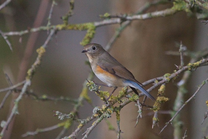 Red-flanked Bluetail